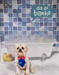 Banho e tosa 11