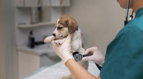 close-up-veterinarian-taking-care-dog close-up-veterinarian-taking-care-dog