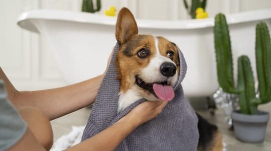 washing-pet-dog-home washing-pet-dog-home